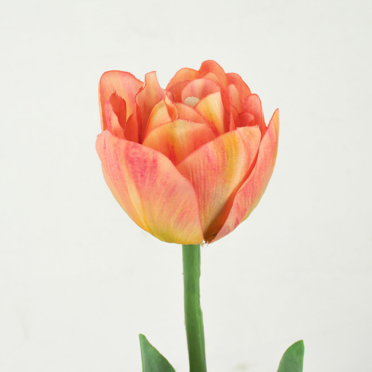 Parrot Tulip With Leaves - Pink