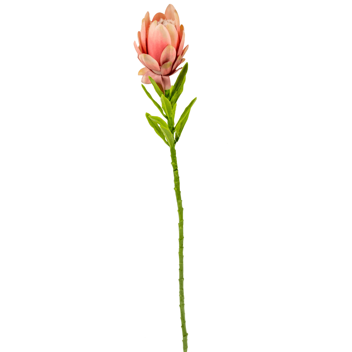 artificial protea flower stem