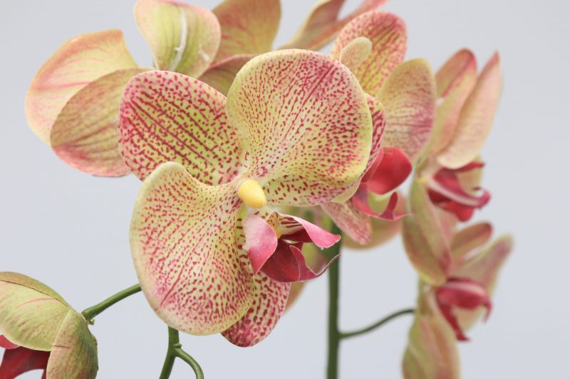 Fake orange orchid plant set in dark ceramic pot