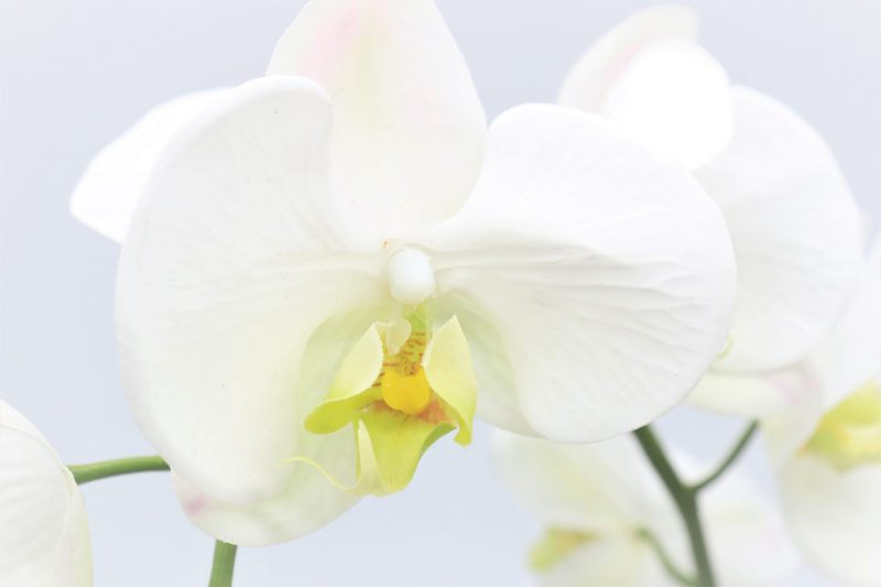 Artificial white orchid plant