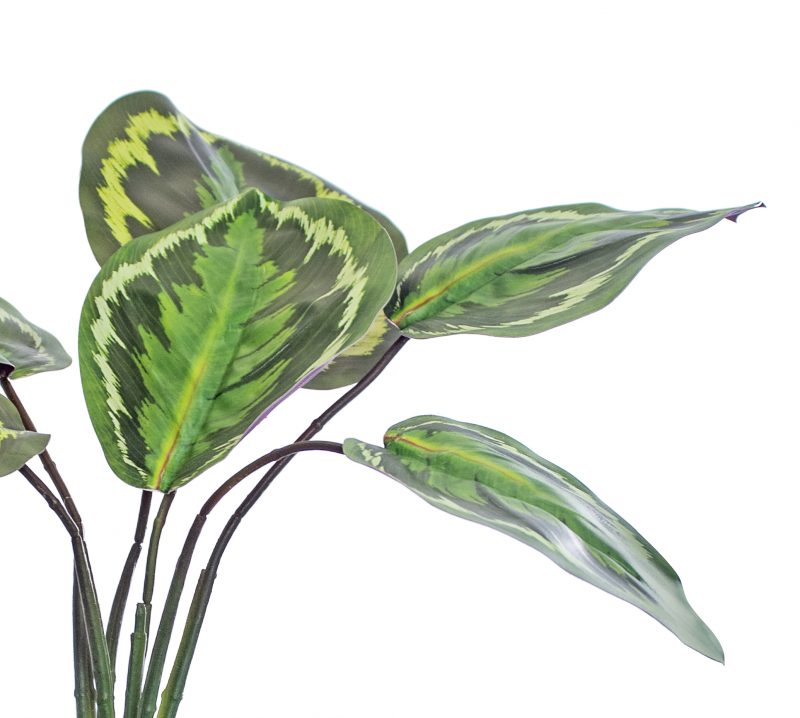 Fake Calathea plant