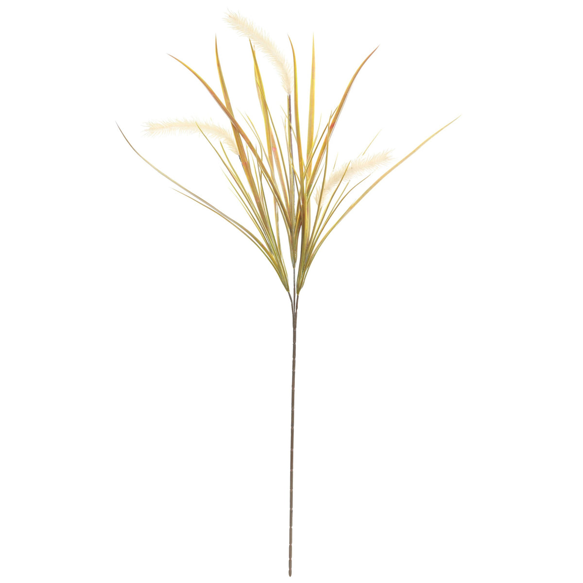Pampas Grass Stem